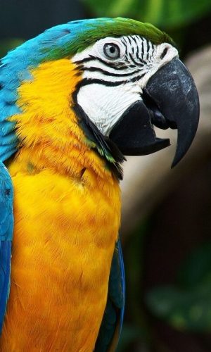 parrot, arara, brazil-1218241.jpg